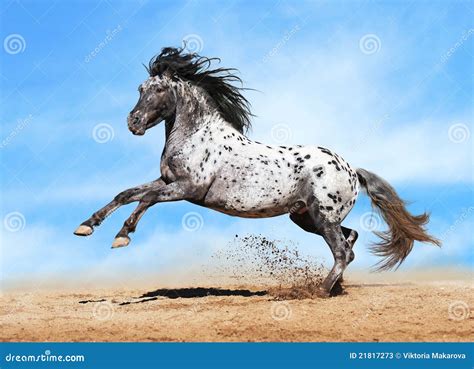 Appaloosa Horse Play In Summer Stock Photos - Image: 21817273