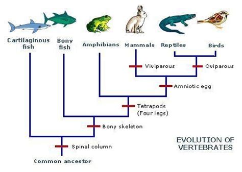 How The King James Version Teaches Evolutionary Biology – Therefore, God Exists