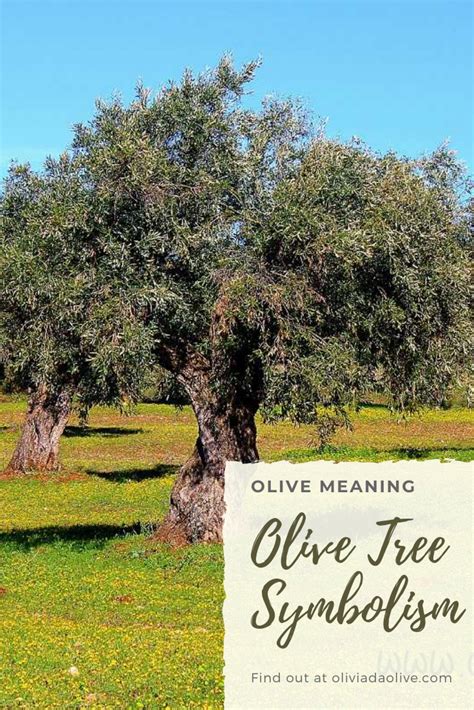 Greek Olive Tree Symbolism Olive Tree Meaning Olive Tree Tree | The ...