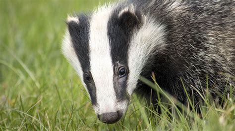 Pet Badger Names (261 Awesome Male And Female Choices)