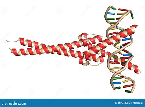 C-Myc and Max Transcription Factors Bound To DNA. 3D Illustration Stock ...