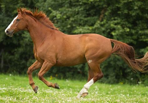 Chestnut Horse Facts with Pictures | HorseBreedsPictures.com