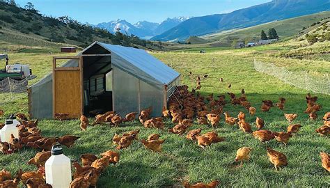 Got Pasture-Raised Chicken? | Edible Bozeman