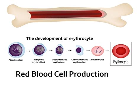 Evolutionary Puzzle: Red Blood Cells – The Creation Club | A Place for Biblical Creationists to ...