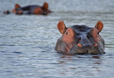 What is a River Horse? It’s a Hippo!