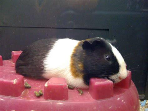 Guinea Pig | Guinea pig at Petsmart. | Nathan Cooper | Flickr