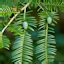 Eastern Hemlock needles, Tsuga Canadensis (Dried, loose leaf) - Foraged