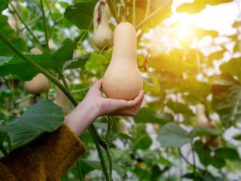 When to Harvest Butternut Squash - Planting Guide 2023 - Northern Nester