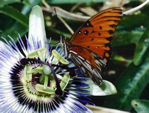 Butterflies | Passion flower Passiflora Pests and Pollinators | Heliconius