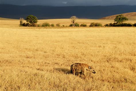 Animals of Ngorongoro crater | Ngorongoro Conservation Area