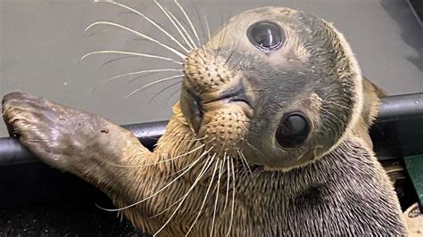 Nantwich rescue centre prepares for seal rescues - BBC News