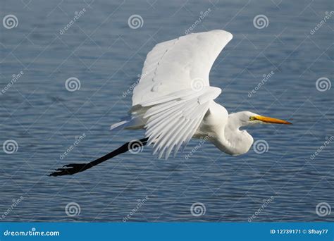 Great Egret Flying Over Clear Blue Water Stock Image - Image: 12739171