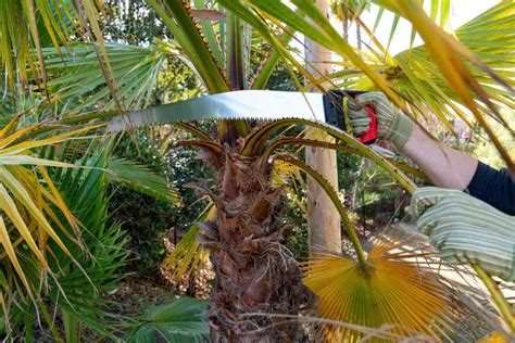 Palm Tree Trimming: An Expert's Tips [Step-By-Step Guide]