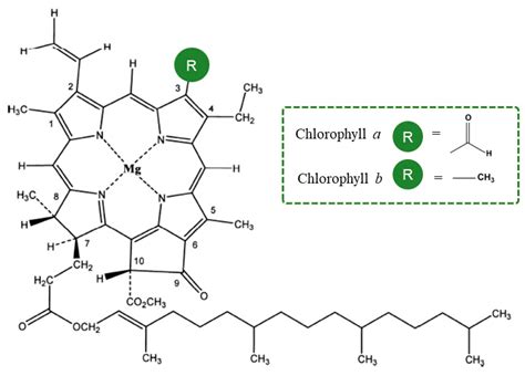 Chlorophyll Structure