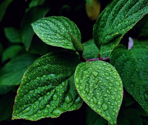 Four Types of Mint Plant With Medicinal Qualities