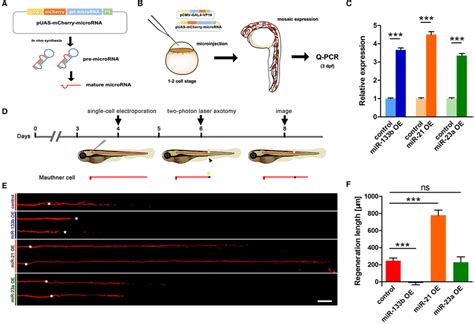 | Vector-based overexpression of miR-133b by single-cell... | Download Scientific Diagram