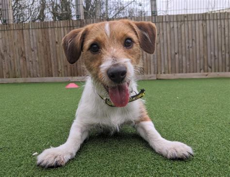 Rehoming | Dogs Trust | Dogs trust, Dogs, Jack russell terrier