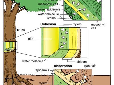 Adhesion Of Water Diagram