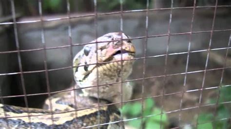 Snake Farm in Chiang Mai, Thailand - YouTube