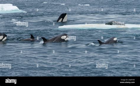 Antártida. Una vaina de Orcas (orcinus orca) que enseña a los jóvenes a capturar un sello de ...