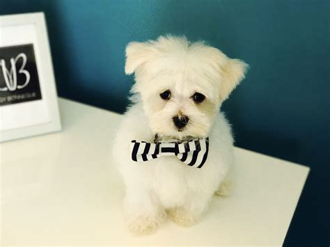 Maltese puppy in a bow tie | Cute animals, Maltese puppy, Fur babies