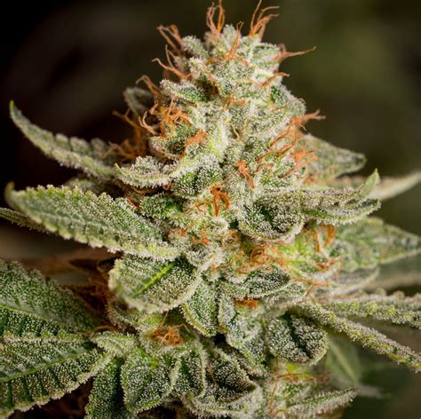 Sour Diesel Grow Guide, Easy Steps For All Growers | The Seed Fair