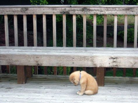 La más tierna imagen de un perrito triste. Esta foto de un cachorro triste es demasiado ...