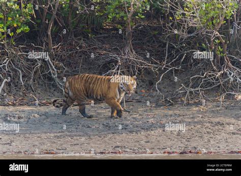 Adult male Bengal tiger walking on the shoreline and patrolling the ...