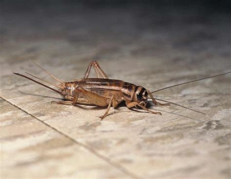 House Cricket Control – TBM Pest Control Specialists