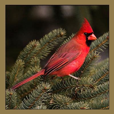 Virginia Cardinal | Official Birds of U.S. States | Pinterest