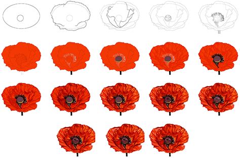 How To Draw A Poppy Flower Easy Step By | Best Flower Site