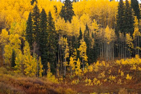 Evergreen Trees and Fall Aspen Trees Fine Art Photo Print | Photos by ...