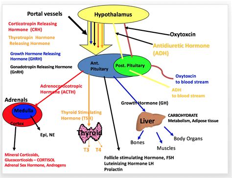 Endocrine System | Gonadotropin releasing hormone, Endocrine system, Hormones