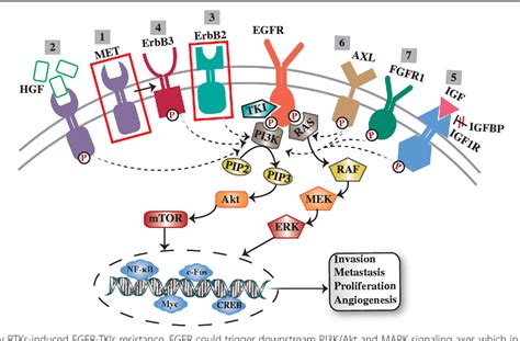 EGFR-TKIs resistance via EGFR-independent signaling pathways | Semantic ...