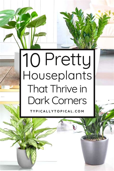 10 Of The Best Indoor Plants That Don't Need Sunlight | Low light plants, Indoor plants low ...