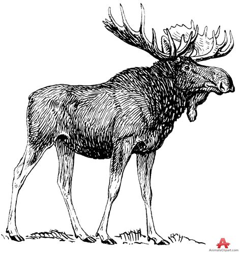 Moose Drawing at GetDrawings | Free download