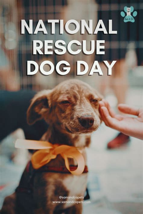 National Rescue Dog Day in 2021 | Rescue dogs, Pet costumes, Dog days