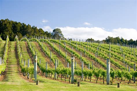 5 New Zealand wine regions worth saying cheers to - Starts at 60