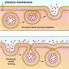 Difference Between Endocytosis And Exocytosis