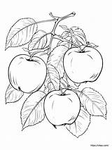 Big Apple Coloring Page sketch template