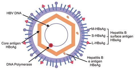 Hepatitis B Virus Structure