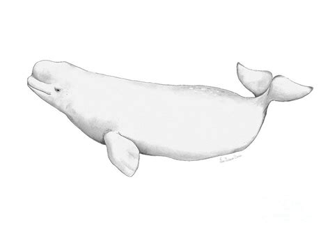 The White Beluga Whale Illustration Drawing by Ziva Viviana Doria - Fine Art America