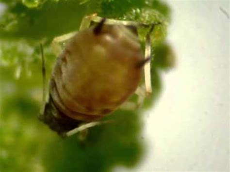 Aphid honeydew - YouTube