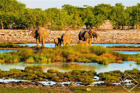 Top 5 des réserves pour voir les animaux en Namibie - My Wildlife