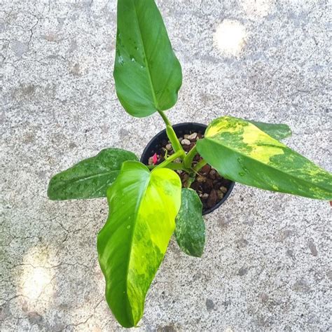 Philodendron Domesticum Variegata For Sale