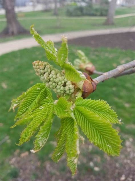 Yellow Buckeye 2-5-1 - Linda Hall Library