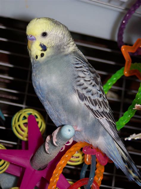 Violet question breeding pairs - Talk Budgies Forums