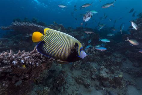 Emperor Angelfish in the Red Sea. Stock Photo - Image of marine, emperor: 30248820