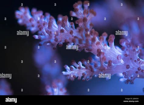 kenya tree coral Stock Photo - Alamy