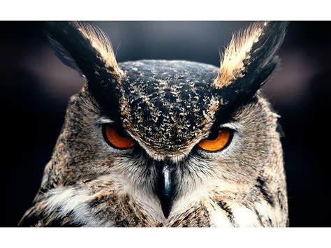 Owl Eyes Wallpaper in 2560x1920 Resolution | Owl wallpaper, Owl eyes ...